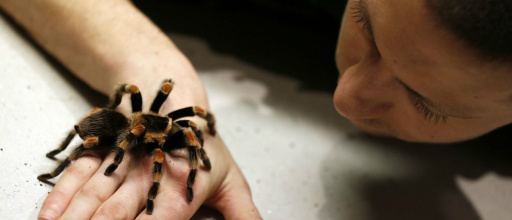 Cientistas estimam que aranhas podem comer habitantes do planeta © Reuters