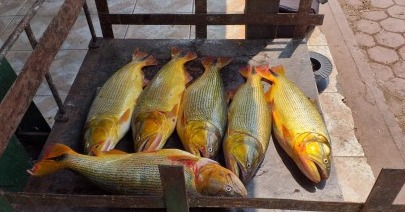 Pescador amador é autuado, após ser flagrado com exemplares de dourado Infrator havia capturado seis exemplares de dourado