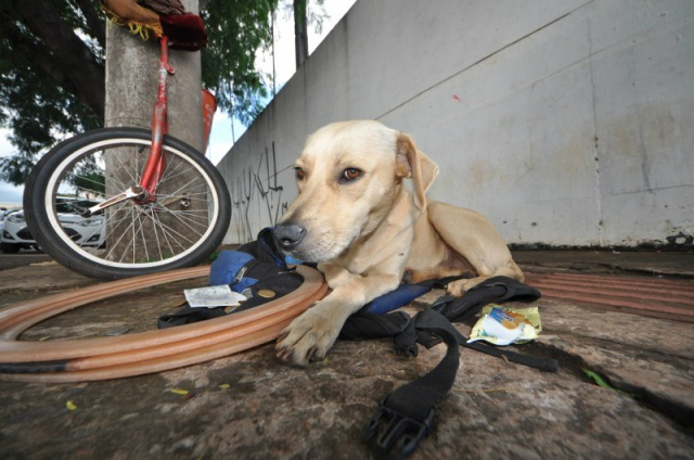 Bravo na mochila onde já viajou muitas vezes. (Foto: Marcelo Calazans)