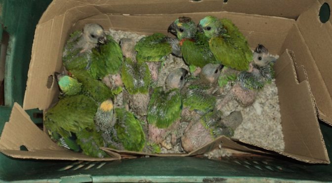 Homem é preso pela PMA com 112 filhotes de papagaios