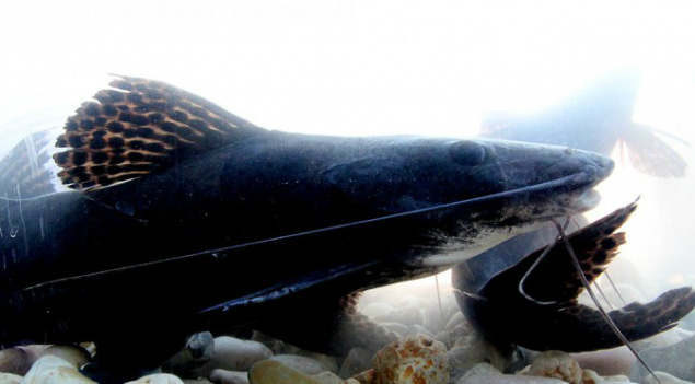 Pesca proibida: fiscalizações nos rios de Mato Grosso do Sul seguem até dia 29