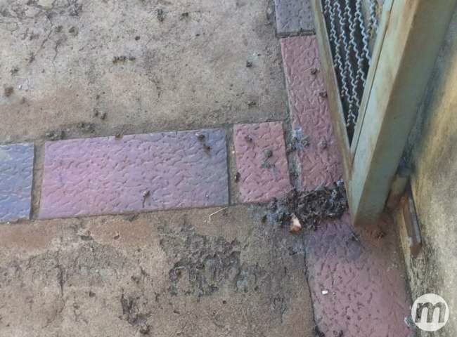 Ataque de abelhas assusta moradores e mata três cãezinhos na Capital