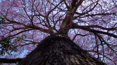 Estação mais florida do ano começa nesta sexta-feira, mas somente na próxima campo-grandense vai experimentar uma melhoria das condições do tempo (Foto: Reprodução/TV Morena)