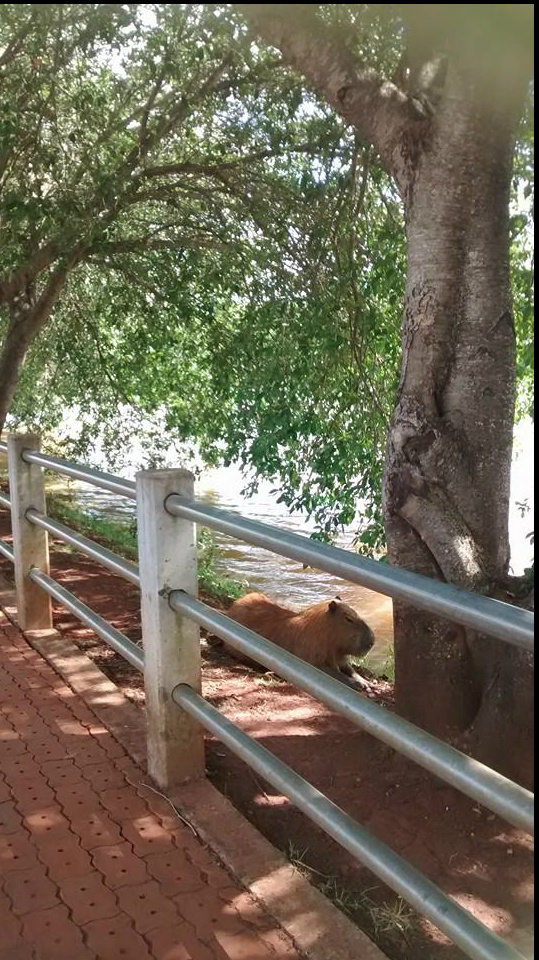 Capivara descansando - Lago do Amor Foto Valdeir Azevedo 