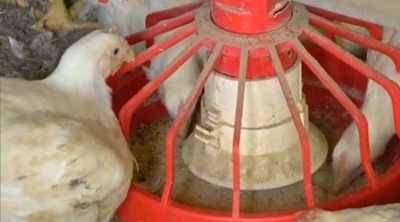 Fábrica da JBS em Campo Grande (MS) vai produzir insumos para rações de aves e de suínos (Foto: Reprodução/TV Morena)
