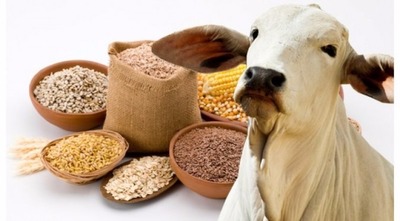 “MS no Campo” destaca curso de Boas Práticas Agropecuárias para técnicos do Precoce-MS