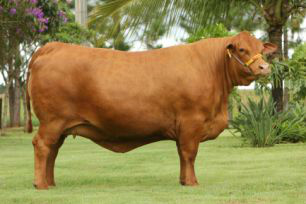 Criatórios de MS ofertam lotes dos melhores animais Senepol durante a Expogrande 2017
