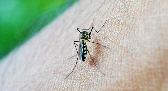 O mosquito Aedes aegypti transmite dengue, zika e chikungunya
Reprodução / Pixabay
