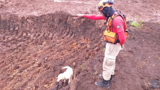 Cães ajudam na busca por Graziela e perícia usa luminol para encontrar vestígios Divulgação