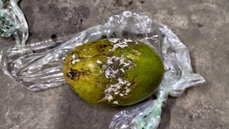 Produtos e legumes com larvas são descartados em supermercado na Capital Produtos e legumes com larvas são descartados em supermercado na Capital