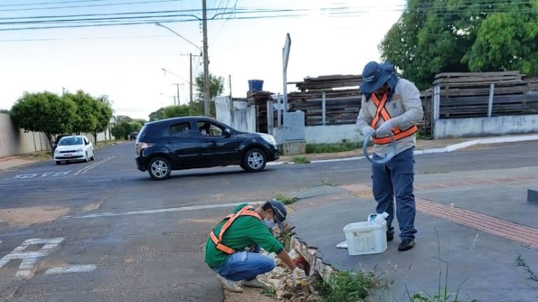 CCZ realiza trabalho para controle de roedores em vias urbanas e bueiros da Capital CCZ realiza trabalho para controle de roedores em vias urbanas e bueiros da Capital