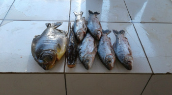 Dentre os peixes apreendidos, vários exemplares estavam fora da medida permitida pela legislação. PMA/Divulgação