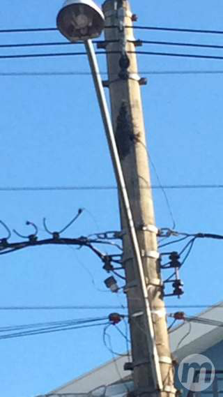 Ataque de abelhas assusta moradores e mata três cãezinhos na Capital