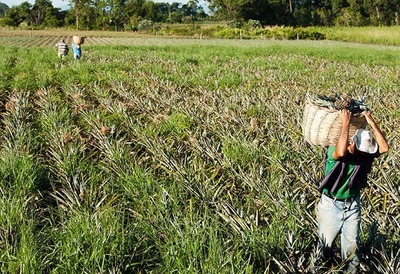 Adesão ao Programa de Regularização Tributária Rural termina sexta - Foto: Divulgação