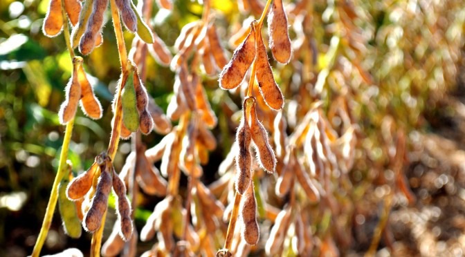 Cadastro de áreas de soja termina dia 10 de janeiro em Mato Grosso do Sul