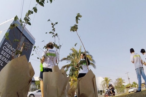 Na Semana da Árvore, Fiems vai distribuir 5,2 mil mudas de ipês em MS Na Semana da Árvore, Fiems vai distribuir 5,2 mil mudas de ipês em MS
