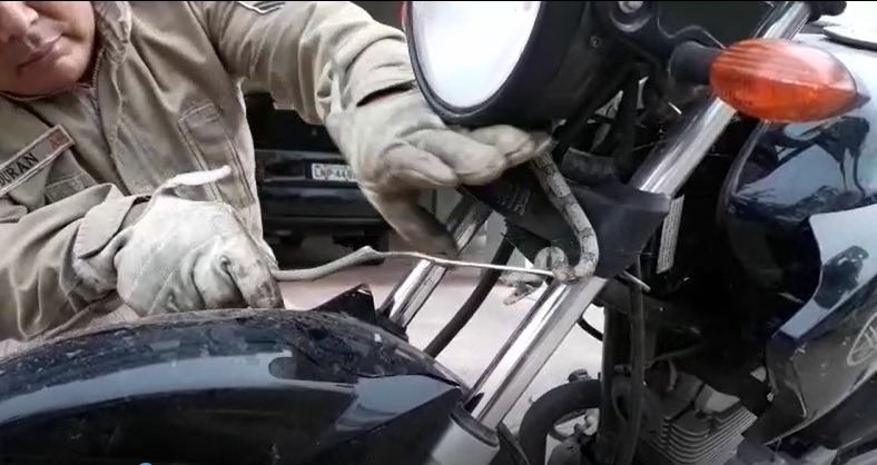 Bombeiro captura filhote de jiboia em guidão de motocicleta
