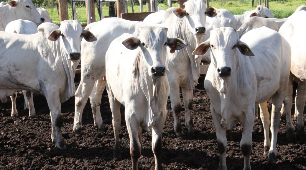 Produtor rural tem até o final do mês para atualizar cadastro de propriedades Divulgação