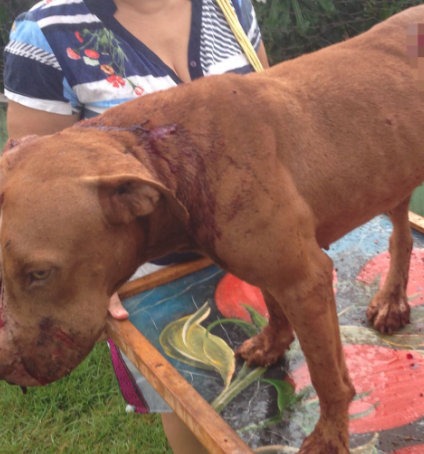 Ambulante é denunciado por 
matar pit bull com golpes de facãoAnimal estava indefeso e não reagiu ao ataque, segundo testemunhas