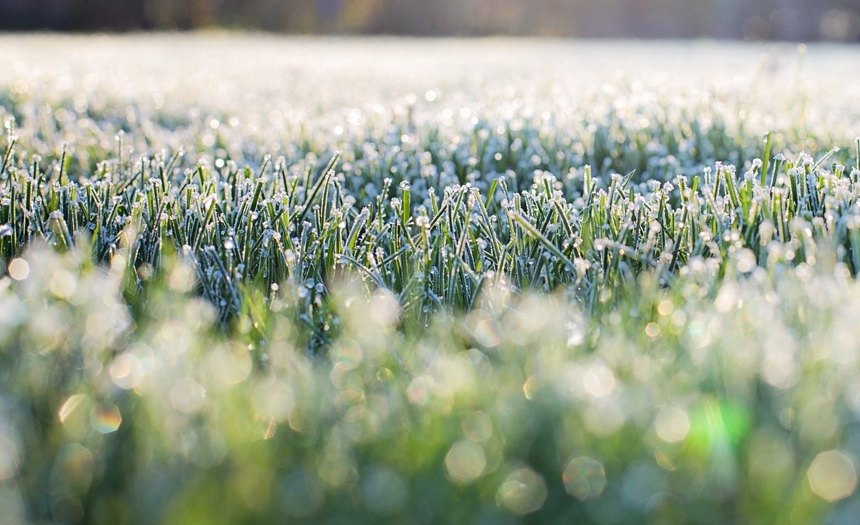Geada forte deve ocorrer em junho 2020 - Foto: Auro Akio Otsubo