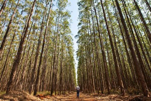 Fibria, uma das maiores do mundo em papel e celulose, também tem unidade em Três Lagoas (Foto: Folha Online)
