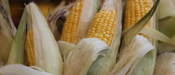 Cotação do milho em MS sobe 5,7% e preço da soja cai 9,2%, diz Famasul