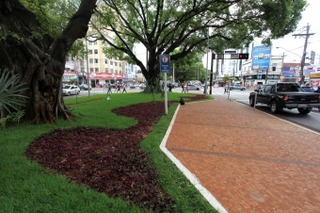 Prefeitura publica decreto que tomba canteiros centrais e árvores da av. Afonso Pena