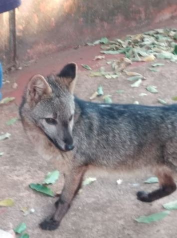 PMA captura lobinho em pátio de escola na Capital PMA captura lobinho em pátio de escola na Capital