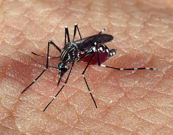 Lei da Dengue foi sancionada pelo prefeito de Dourados e começa a valer a partir de hoje(Foto: Divulgação)