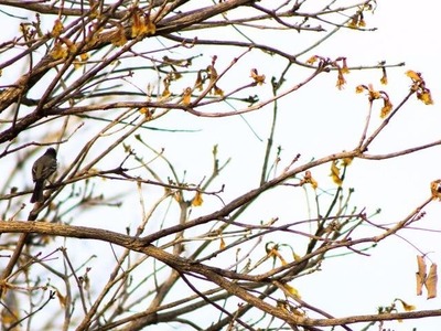 Sistema de alta pressão acaba impedindo a formação de nuvens e chuvas em MS. (Foto: Marina Pacheco)
