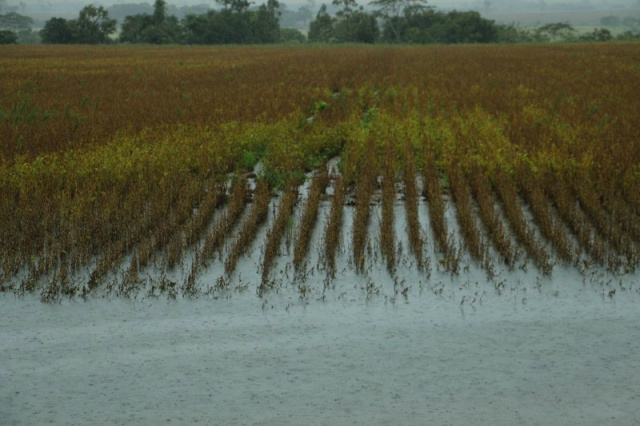 Produtores suspendem colheita devido a chuva e plantio do milho atrasa Em Dourados, a colheita de soja está em quase 70%, mas as chuvas na região atrapalham o término dos trabalhos. (Foto: Eliel Oliveira)