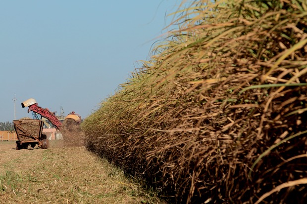 Com produção de 49,2 milhões de toneladas, desafio do setor sucroenergético é a exportação Com produção de 49,2 milhões de toneladas, desafio do setor sucroenergético é a exportação