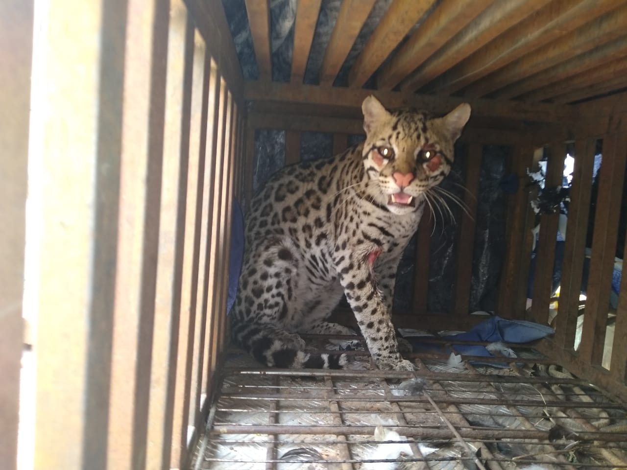 PMA recolhe ao CRAS Jaguatirica ferida capturada em pousada