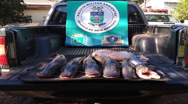 PMA prende e autua em R$ 2,5 mil infrator com pescado fora da medida permitida PMA prende e autua em R$ 2,5 mil infrator com pescado fora da medida permitida
