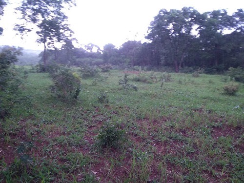 PMA multa produtor rural por desmatar 23 hectares de vegetação nativa nfrações foram registradas em áreas de vegetação nativa protegidas por lei - Foto: PMA