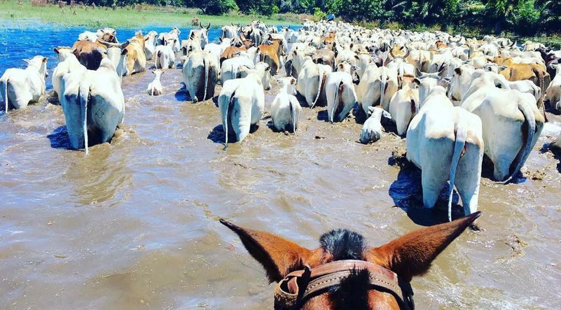 Cheia anormal no Pantanal Sul obriga a retirada urgente do gado Gado sendo retirado de áreas alagadas na região do Paiaguás, Pantanal de Corumbá. Foto: Bruno Viegas de Barros