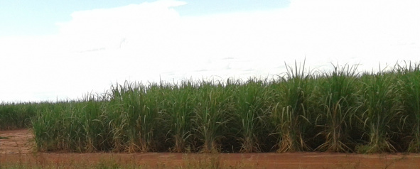 Plantação de cana-de-açúcar  - foto Valdeir Azevedo 