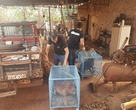 Cães abandonados em imóvel são resgatados pela Polícia Civil Cães abandonados em imóvel são resgatados pela Polícia Civil