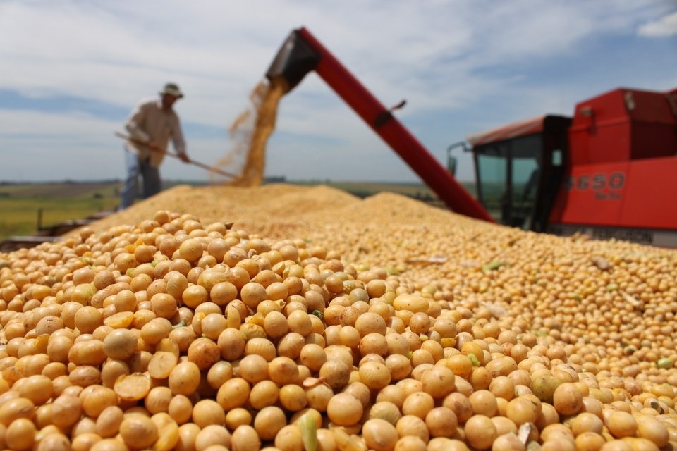Safra de grãos supera pandemia e mantém alta produção com 251,8 milhões de toneladas Safra de grãos supera pandemia e mantém alta produção com 251,8 milhões de toneladas