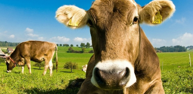 Não é tudo igual: leite e carne orgânicos possuem 50% mais ômega 3 Não é tudo igual: leite e carne orgânicos possuem 50% mais ômega 3