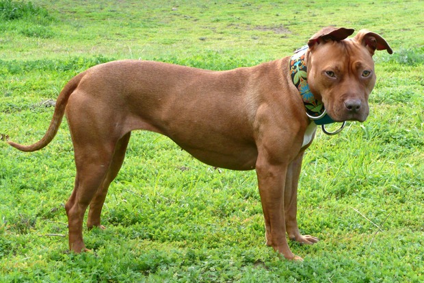 Homem é atacado por pit bull após impedir que cachorro atacasse crianças