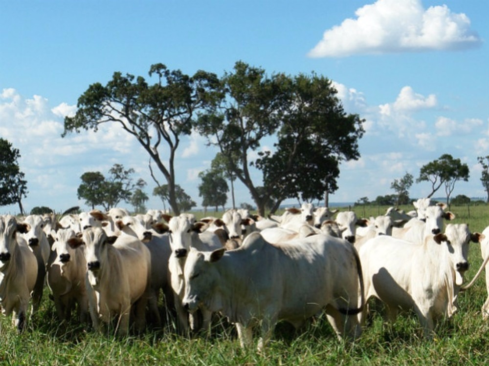 Mato Grosso do Sul tem o quarto maior rebanho bovino do país, segundo dados do IBGE (Foto: Armindo Kchel/Embrapa Agropecuária Oeste)