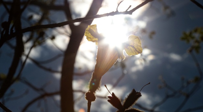 Temperaturas voltam a subir em Mato Grosso do Sul