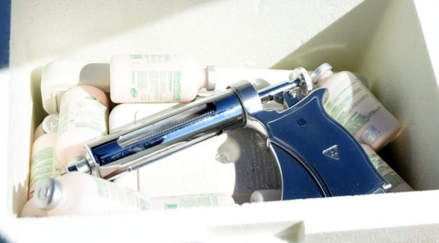 Meta da Campanha contra febre aftosa em MS é imunizar 8 milhões de animais