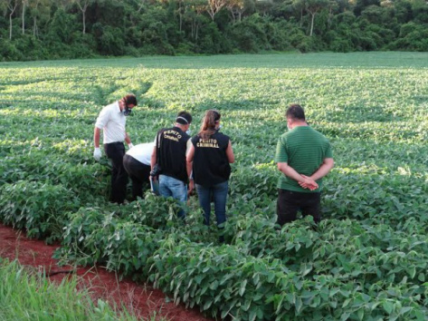 Corpos teriam sido encontrados por parentes da vítima em meio a plantação (Foto: Osvaldo Duarte)