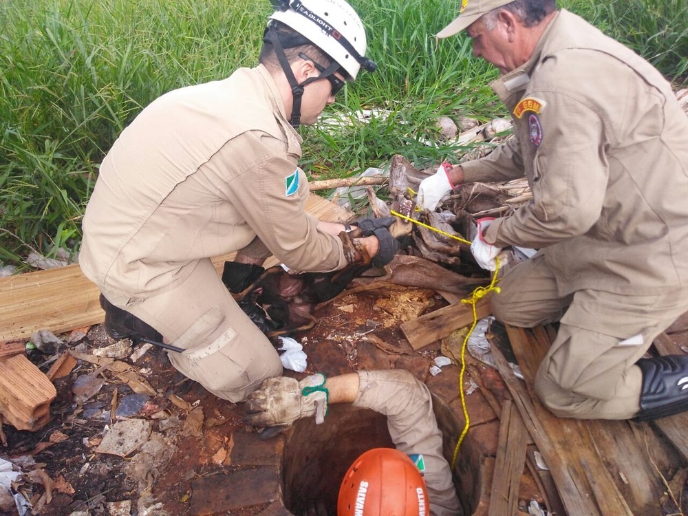 Após várias tentativas, cãozinho é resgatado de bueiro pelo Corpo de Bombeiros Bombeiros resgatam cãozinho de bueiro, em Campo Grande (Foto: Osvaldo Nóbrega)