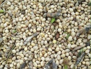 Grãos perdem a produtividade devido as chuvas constantes. (Foto: Direto das Ruas)