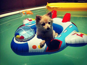 Veja 20 dicas para viajar bem com seu animal