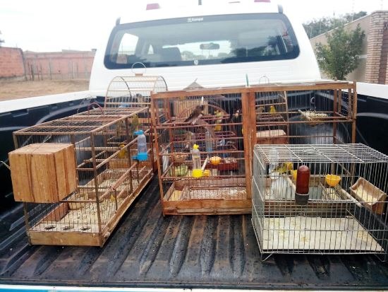Captura de animais em áreas urbanas teve aumento de 25% no ano passado Pássaros resgatados em uma das operações.