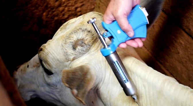 Iagro alerta para fim do prazo de vacinação contra Aftosa em duas regiões de MS Iagro alerta para fim do prazo de vacinação contra Aftosa em duas regiões de MS